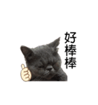 Kabi Kitty（個別スタンプ：2）