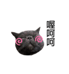 Kabi Kitty（個別スタンプ：3）