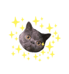 Kabi Kitty（個別スタンプ：5）