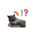 Kabi Kitty（個別スタンプ：6）