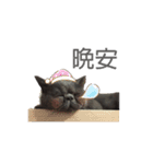 Kabi Kitty（個別スタンプ：7）