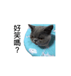 Kabi Kitty（個別スタンプ：9）