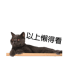 Kabi Kitty（個別スタンプ：12）