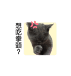 Kabi Kitty（個別スタンプ：14）