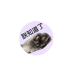 Kabi Kitty（個別スタンプ：15）