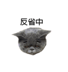 Kabi Kitty（個別スタンプ：17）