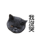Kabi Kitty（個別スタンプ：19）