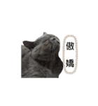 Kabi Kitty（個別スタンプ：21）
