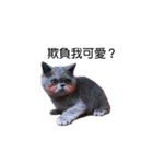 Kabi Kitty（個別スタンプ：22）