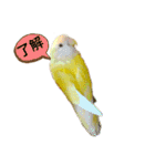 コザクラインコのぴーー（個別スタンプ：1）