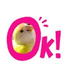コザクラインコのぴーー（個別スタンプ：3）