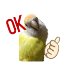 コザクラインコのぴーー（個別スタンプ：4）