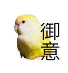 コザクラインコのぴーー（個別スタンプ：5）