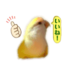 コザクラインコのぴーー（個別スタンプ：6）