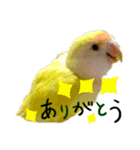 コザクラインコのぴーー（個別スタンプ：8）