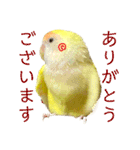 コザクラインコのぴーー（個別スタンプ：10）