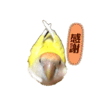 コザクラインコのぴーー（個別スタンプ：11）