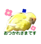 コザクラインコのぴーー（個別スタンプ：12）