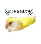 コザクラインコのぴーー（個別スタンプ：14）