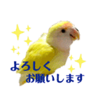コザクラインコのぴーー（個別スタンプ：15）
