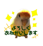 コザクラインコのぴーー（個別スタンプ：16）