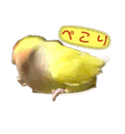 コザクラインコのぴーー（個別スタンプ：17）