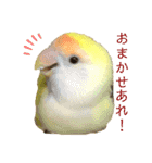 コザクラインコのぴーー（個別スタンプ：19）