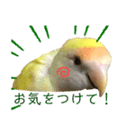 コザクラインコのぴーー（個別スタンプ：20）