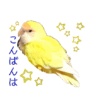 コザクラインコのぴーー（個別スタンプ：21）