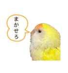 コザクラインコのぴーー（個別スタンプ：22）