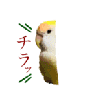 コザクラインコのぴーー（個別スタンプ：23）