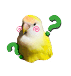 コザクラインコのぴーー（個別スタンプ：24）