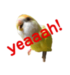 コザクラインコのぴーー（個別スタンプ：25）