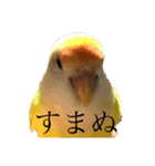 コザクラインコのぴーー（個別スタンプ：26）