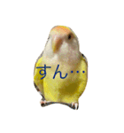 コザクラインコのぴーー（個別スタンプ：27）