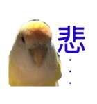 コザクラインコのぴーー（個別スタンプ：28）