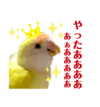 コザクラインコのぴーー（個別スタンプ：29）