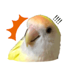 コザクラインコのぴーー（個別スタンプ：30）