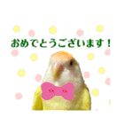 コザクラインコのぴーー（個別スタンプ：31）