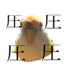 コザクラインコのぴーー（個別スタンプ：32）