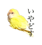 コザクラインコのぴーー（個別スタンプ：33）