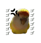 コザクラインコのぴーー（個別スタンプ：34）
