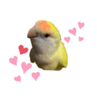 コザクラインコのぴーー（個別スタンプ：35）