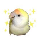 コザクラインコのぴーー（個別スタンプ：37）