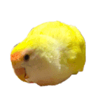 コザクラインコのぴーー（個別スタンプ：38）