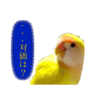 コザクラインコのぴーー（個別スタンプ：40）