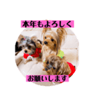 うちの子3ワンシリーズ1（個別スタンプ：1）