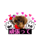 うちの子3ワンシリーズ1（個別スタンプ：4）