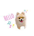 ポコ（1）（個別スタンプ：1）