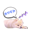 ポコ（1）（個別スタンプ：3）